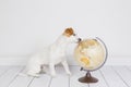 Cute small beautiful dog sitting on the floor, white background with world globe besides. Travel and education concept. Lifestyle Royalty Free Stock Photo