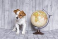 Cute small beautiful dog sitting on grey wood background with world globe besides. Travel and education concept. Lifestyle Royalty Free Stock Photo
