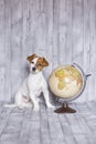 Cute small beautiful dog sitting on grey wood background with world globe besides. Travel and education concept. Lifestyle Royalty Free Stock Photo