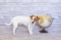 Cute small beautiful dog sitting on grey wood background with world globe besides. Travel and education concept. Lifestyle Royalty Free Stock Photo