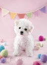 Cute small Bichon Frise puppy