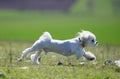 Cute small bichon running in the park