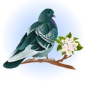 Cute Small Bird  Ornamental Young Pigeon On A Twig Of Apple Tree With Flowers  Vintage Vector Illustration Editable Hand Draw