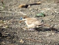 Small Birds, Silver Bill on Ground. Royalty Free Stock Photo