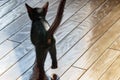 Cute black Bombay kitten walking on shiny hardwood floor walks away from camera.