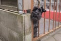 Cute small black dog behind fence waiting alone for his owner Royalty Free Stock Photo