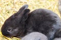 Cute small black rabbit in hay Royalty Free Stock Photo