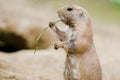 Cute small black-tailed prairie dog eating grass Royalty Free Stock Photo