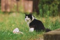 Cute small black and white cat with long fur in rural nature environment sitting on grass. Domestic animals, adorable, happy pet,