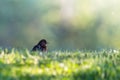 Cute small blackbird in green grass in a park Royalty Free Stock Photo