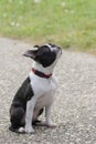 7-month-old Boston Terrier cute puppy. He is outside on tarmac. Looking to itss owner
