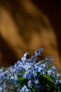 Cute small bouquet of blue garden forget me not flowers in round glass vase on old green wooden background