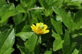 A curious faced small bright green grasshopper sits on top of a yellow flower Royalty Free Stock Photo