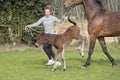 Cute small brown foal running in trot free in the field with his mother. A young woman is running next to the mother horse. Animal Royalty Free Stock Photo