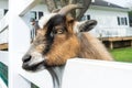 A cute small brown goat peeks though a white fence at a petting zoo in Pennsylvania Royalty Free Stock Photo