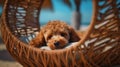A cute small brown poodle dog relaxing in the hammock on tropical beach in summer, pet and holiday concept. Generative AI