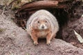 Cute small brown prairie dog Royalty Free Stock Photo