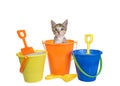 Calico tabby kitten peeking out of sand bucket, isolated Royalty Free Stock Photo