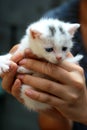 Cute small cat Royalty Free Stock Photo