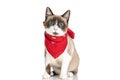 Cute small cat with blue eyes wearing red bandana and sitting in studio Royalty Free Stock Photo