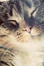 Cute small cat portrait. Eyes closed in sleepy, happy time. Royalty Free Stock Photo