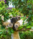 Cute small cat sitting between tree leaves at park on a sunny clear summer spring day outdoor image