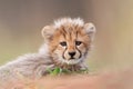 Cute small Cheetah cub portrait South Africa Royalty Free Stock Photo