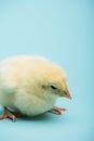 Cute small chick on blue background Royalty Free Stock Photo