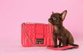 Cute Chihuahua dog and female handbag on pink background
