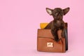 Cute small Chihuahua dog in female handbag on pink background