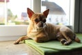 Cute chihuahua dog on window sill Royalty Free Stock Photo
