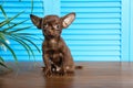 Cute small Chihuahua dog on wooden floor against light blue background Royalty Free Stock Photo