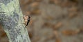 A cute small Cicada close-up shot. Black Cicada sitting on a tree branch. Wildlife insects on a tree branch with bright lights. Royalty Free Stock Photo