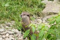 Small-clawed otter