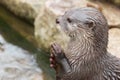 Praying Otter Royalty Free Stock Photo