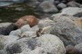 Cute small Colorado chipmunk on rock by the river bank on sunny day