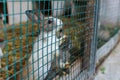 Cute small coloured rabbits in the cell outside. Selective focus