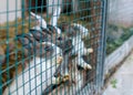 Cute small coloured rabbits waiting for food in the cell outside. Selective focus