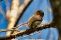 Cute small Cuban pygmy owl (Glaucidium siju) perched on a tree twig