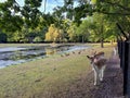 Cute small deer and ducks outdoors near river Royalty Free Stock Photo
