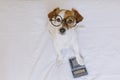 Cute small dog accountant thinking and calculating with calculator on bed. Pets indoors. Working at home Royalty Free Stock Photo