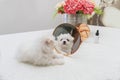 cute small dog Bichon maltes with white fluffy fur looks funny in the mirror, selectively focusing on the eyes and Royalty Free Stock Photo