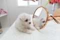 cute small dog Bichon maltes with white fluffy fur poses amusingly on a light background next to a toy hare and a mirror Royalty Free Stock Photo