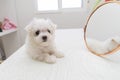 cute small dog Bichon maltes with white fluffy fur poses funny on a light background next to the mirror, selectively Royalty Free Stock Photo