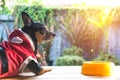 Cute small dog with bowl of dog food. Pets is feeding concept