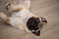 Cute small dog breed pug lying on back and begging to play with it Royalty Free Stock Photo