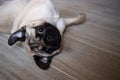 Cute small dog breed pug lying on back and begging to play with it Royalty Free Stock Photo