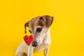 Cute small dog is curiously and confusing looking at sweet candy. Fight the temptation seduction. Diet rules. Royalty Free Stock Photo