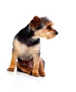Cute small dog with cut hair Royalty Free Stock Photo