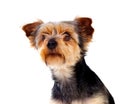 Cute small dog with cut hair Royalty Free Stock Photo